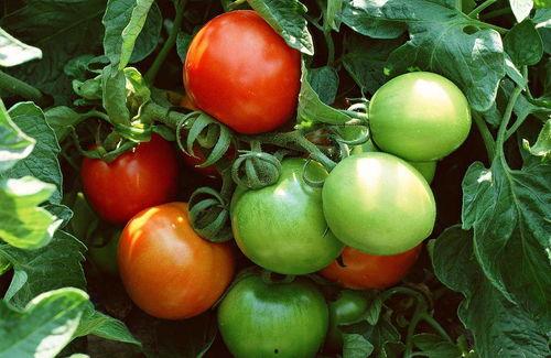 番茄免费小说吃瓜系统,吃瓜系统带你畅游奇幻世界